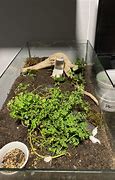 Image result for Ant Enclosure