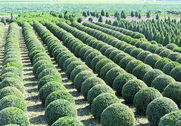 Image result for How to Grow Buxus Plants