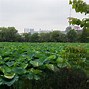 Image result for Ueno Park in Summer