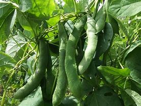 Image result for Wild Kidney Bean Plant