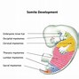 Image result for Embryonic Period of Development