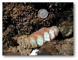 Image result for Chiton Wetlands