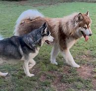 Image result for Husky Malamute Mix