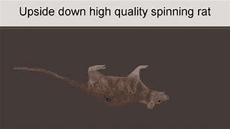 Image result for Rat Upside Down