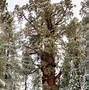 Image result for Sequoia National Park Views