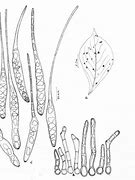 Image result for Cercospora Sp