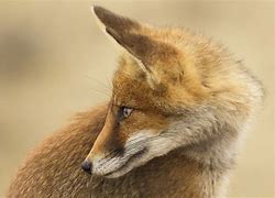 Image result for Fox Head Profile Art