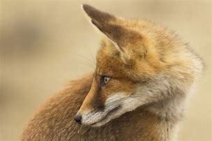 Image result for Fox Head Profile