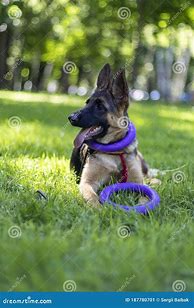 Image result for German Shepherd Tongue