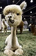 Image result for Alpaca Jokes