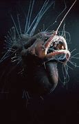 Image result for Fanfin Angler Fish