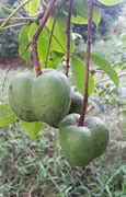 Image result for Gambar Buah GETAH