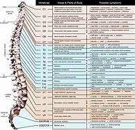 Image result for Spinal Nerve Function Chart