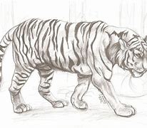 Image result for Tiger Skeleton Drawing