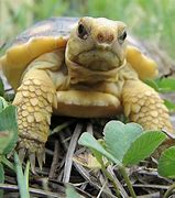 Image result for Baby Gopher Tortoise Tracks