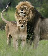 Image result for Lion Protecting Queensaying