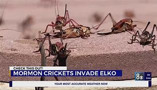 Image result for Mormon Crickets Elko