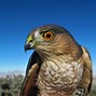 Image result for Bird Hawk Animals