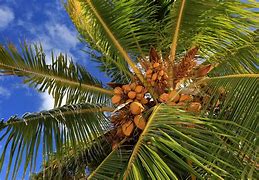 Image result for elocone nut tree