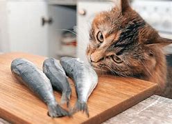 Image result for Cat Eating Raw Fish