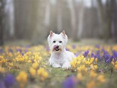 Image result for Spring Pet Wallpaper