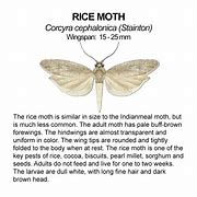 Image result for Indian Rice Moth