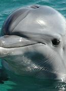 Image result for Mice Dolphin