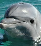 Image result for Flat Nose Dolphin