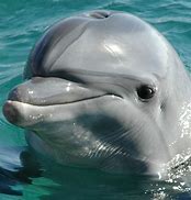 Image result for Needle Nose Dolphin