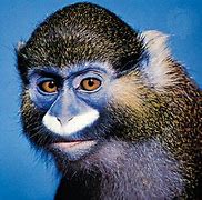 Image result for Monkey List