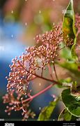 Image result for New Zealand Spring Flowers