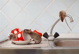 Image result for Rat Extermiator