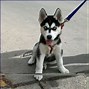 Image result for Siberian Husky