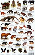 Image result for Peru Mammals