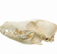 Image result for Coyote Skull Identification