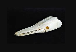 Image result for Fish Skull