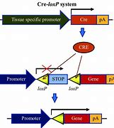 Image result for Cre/loxP Recombination