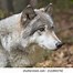 Image result for Close of a Wolf's Side View