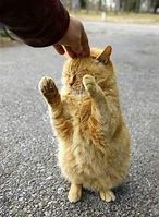 Image result for Animals Attention