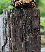 Image result for Turtle On Post