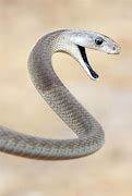 Image result for Black Mamba