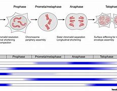 Image result for Mitosis Chromosomes