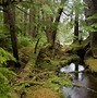 Image result for Hyrcanian Forests