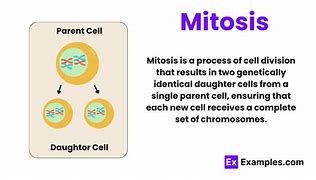 Image result for Mitosis Chromosomes