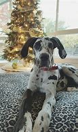 Image result for 5 Month Old Great Dane Puppy