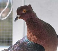 Image result for Archangel Pigeon