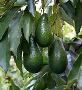 Image result for Grove of Avocado Trees