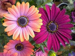 Image result for African Daisy Sprouts