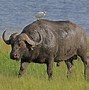 Image result for Dangerous African Animals