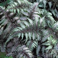 Image result for Athyrium Fern Seeds